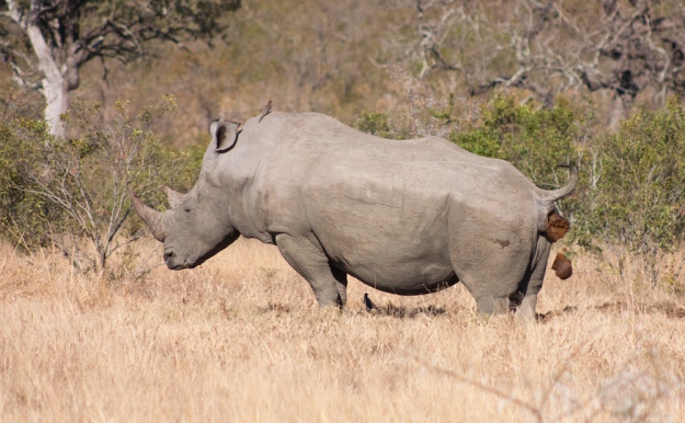 Rhino taking a poo! Kruger National Park