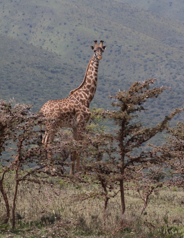 Giraffes live in the Ngorogoro Conservation Area but not down in the Crater itself