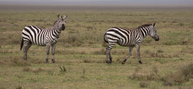 Of course, they have a few zebra(s) here...