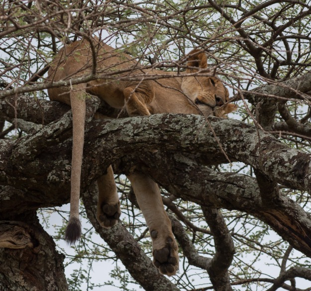 This tree had 2 lions in it - this one seemed less interested in us than the other one