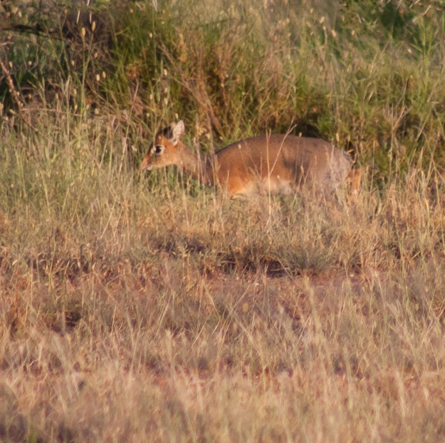 Dik dik - smallest antelope