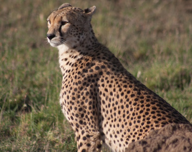 Cheetah (the mum)