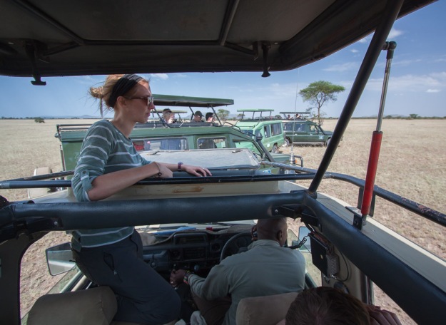 The trouble with the Serengeti - a significant sighting means lots of vehicles vying for the best spot