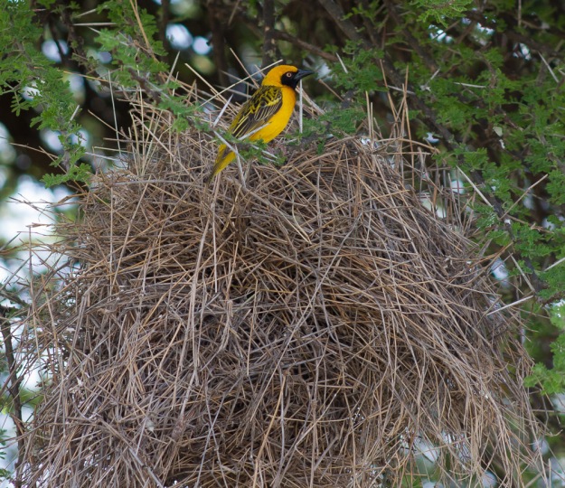 Southern masked, or maybe Speke, weaver