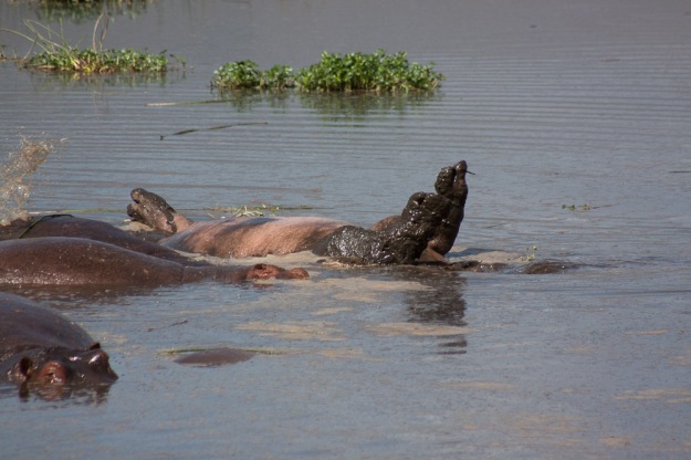 Now I've never seen hippos do this but several of them were rolling over in the water :)