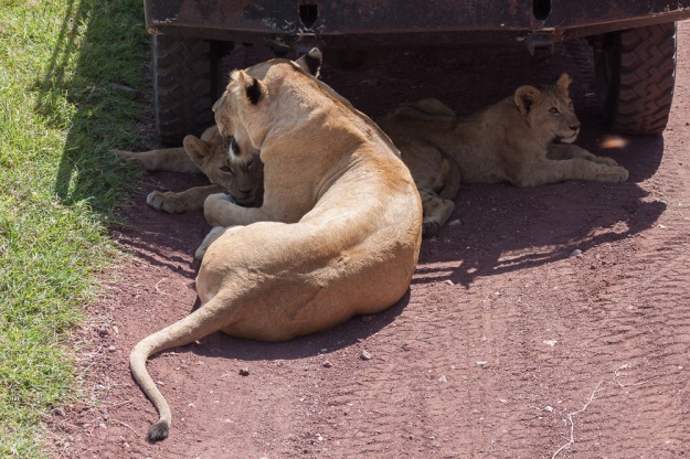 Lions sheltering from the sun by using convenient vehicles :)