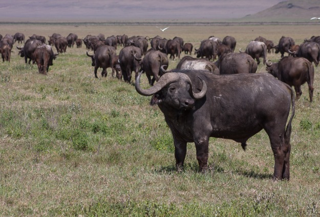 Big herd of buffalo