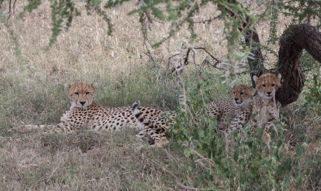 Another group of cheetahs - one adult (female presumably), 2 cubs