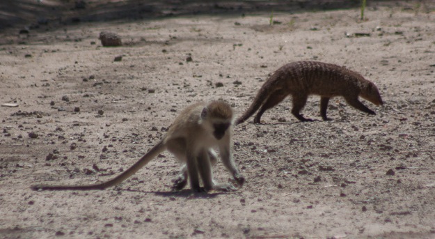 Banded mongoose and vervet monkey