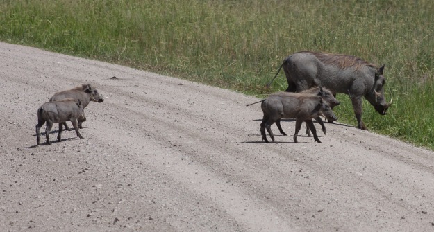 Warthogs - after which I believe the park is named
