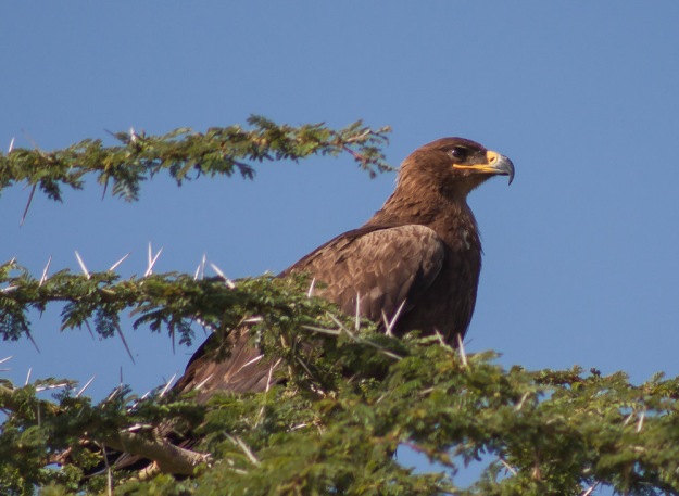 Tawny eagle (I think)
