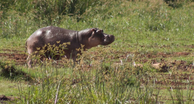 Hippo - normally they spend all day in the water
