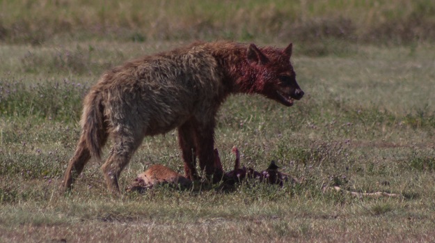 Another hyena eating another kill - we were told this was definitely a young wildebeest