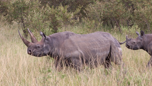 The elusive, and in this case, rather pissed off, black rhino!